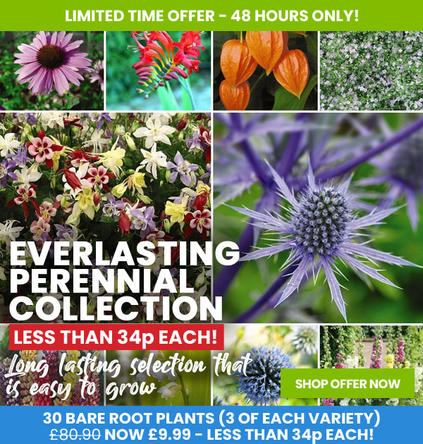 Everlasting Perennial Collection