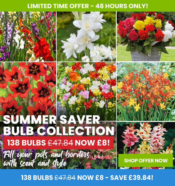Summer Saver Bulb Collection