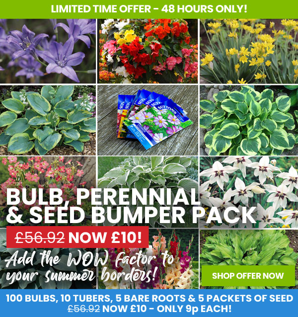 Bulb, Perennial & Seed Bumper Pack