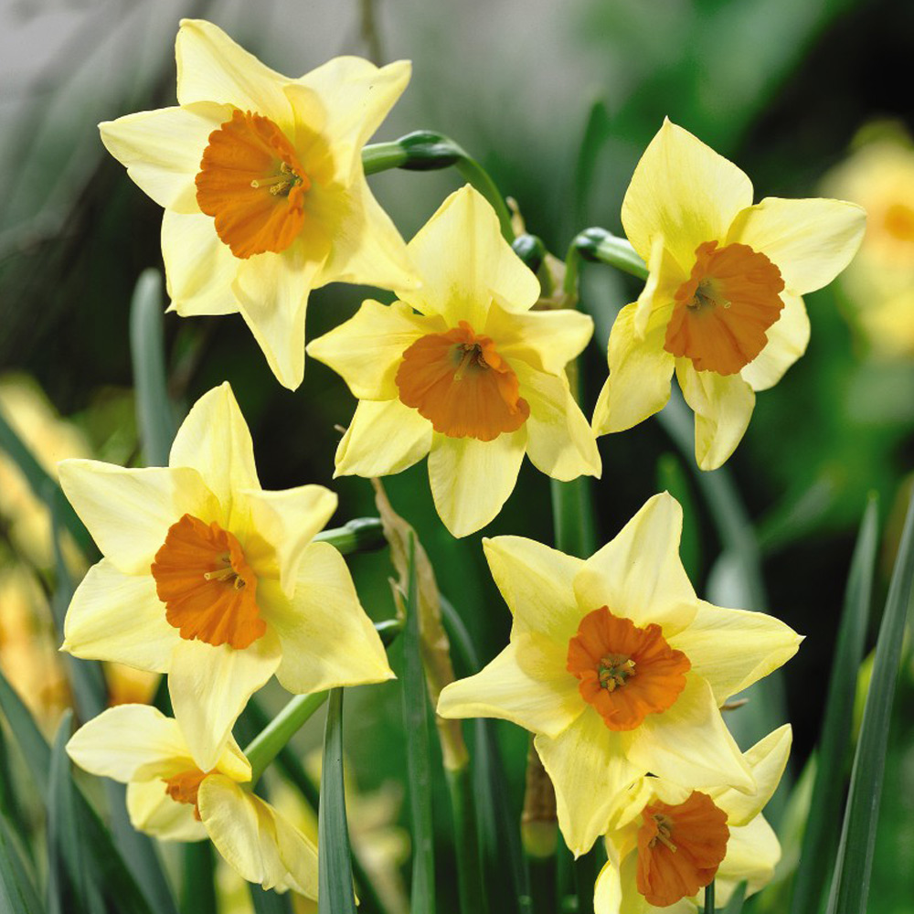 Daffodil 'Suzy'