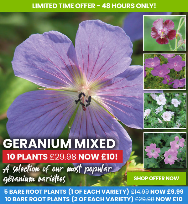 Geranium Mixed