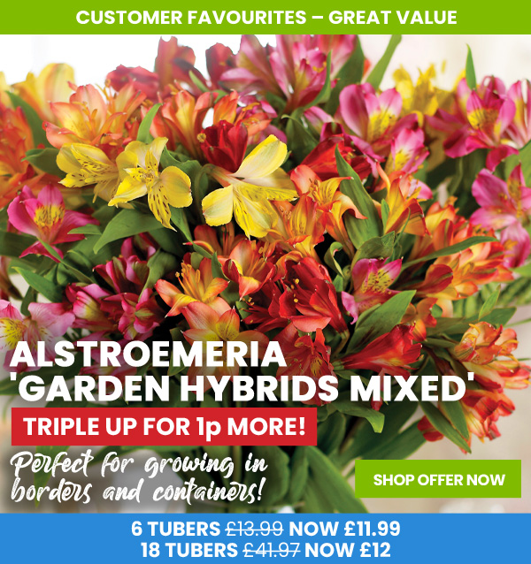 Alstroemeria Garden Hybrids Mixed