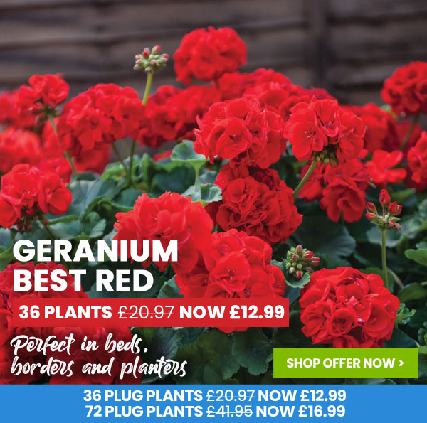 Geranium Best Red