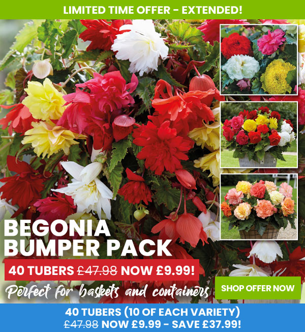 Begonia Bumper Pack