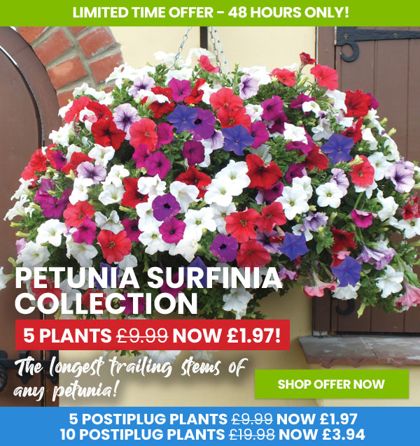 Petunia Surfinia Collection