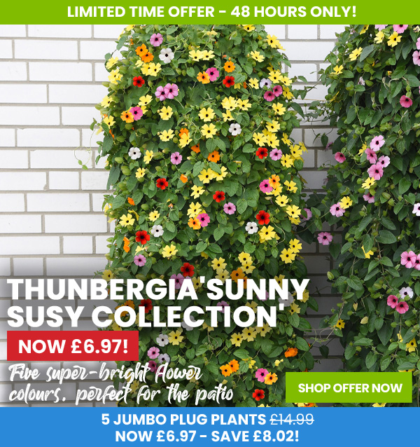 Thunbergia 'Sunny Susy Collection'