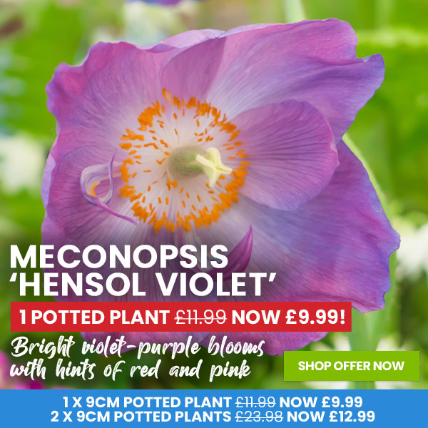 Meconopsis 'Hensol Violet'