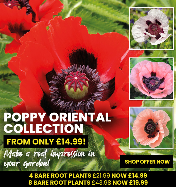 Poppy Oriental Collection