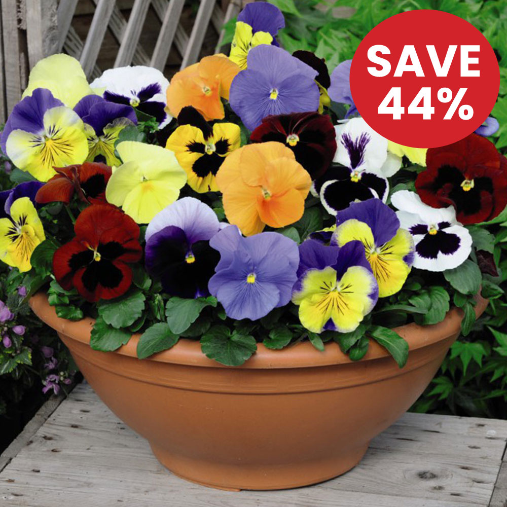 Pansy Most Scented Mix