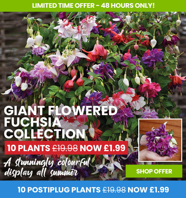 Fuchsia Giant Flowered Collection