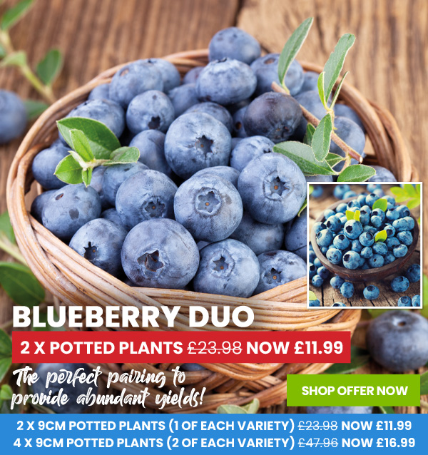 Blueberry Duo
