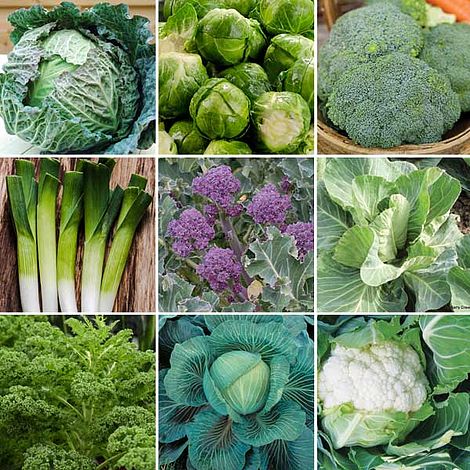 Nurserymans Choice Vegetables