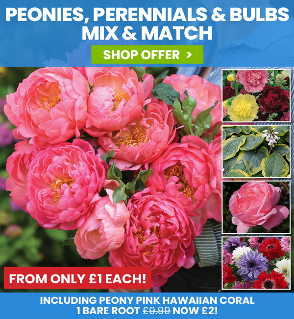 Peony Perennials & Bulbs Mix & Match