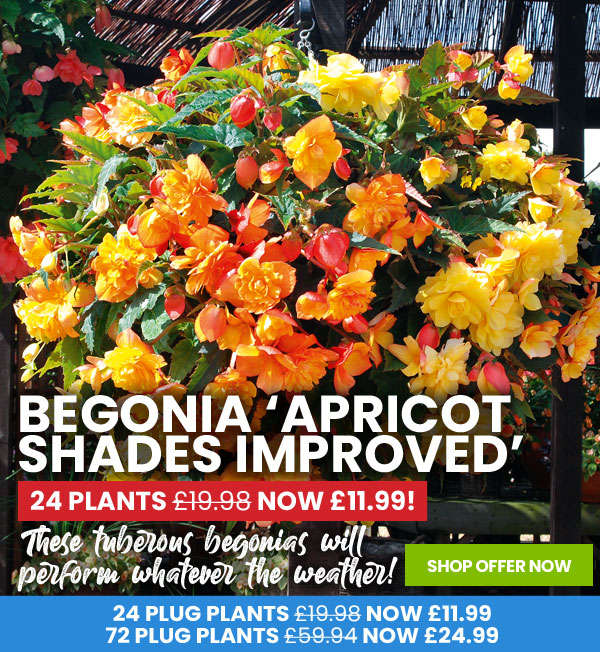 Begonia 'Apricot Shades Improved' 