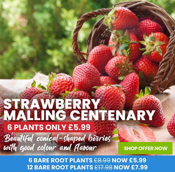 Strawberry Malling Centenary