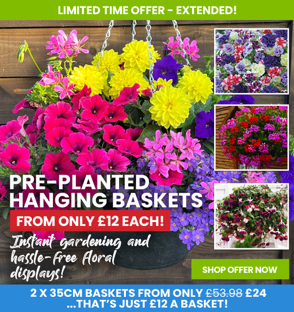 Pre-Planted Hanging Baskets