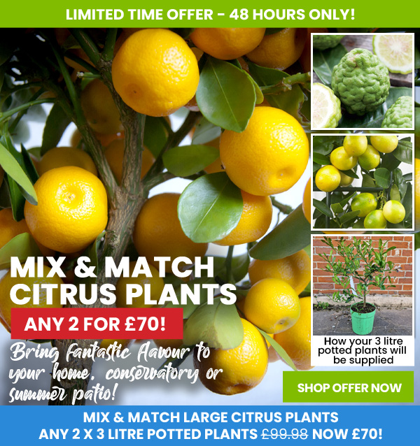 Mix & Match Citrus Plants