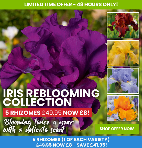 Iris 'Re-Blooming Collection'