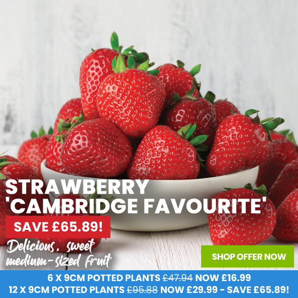 Strawberry 'Cambridge Favourite'