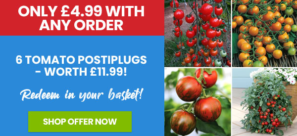 6 Tomato Postiplugs
