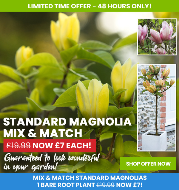 Mix & Match Standard Magnolia
